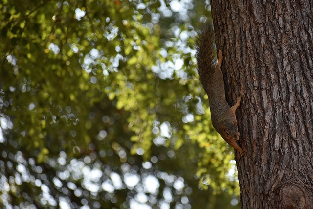 这绝对是罕 这绝对是罕